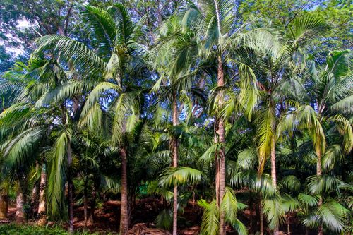 Free Vibrant image of tropical palm trees in a serene outdoor setting. Stock Photo