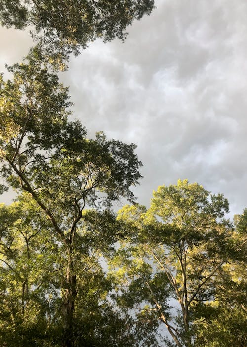 Foto profissional grátis de árvore, floresta nublada, papel de parede nuvem