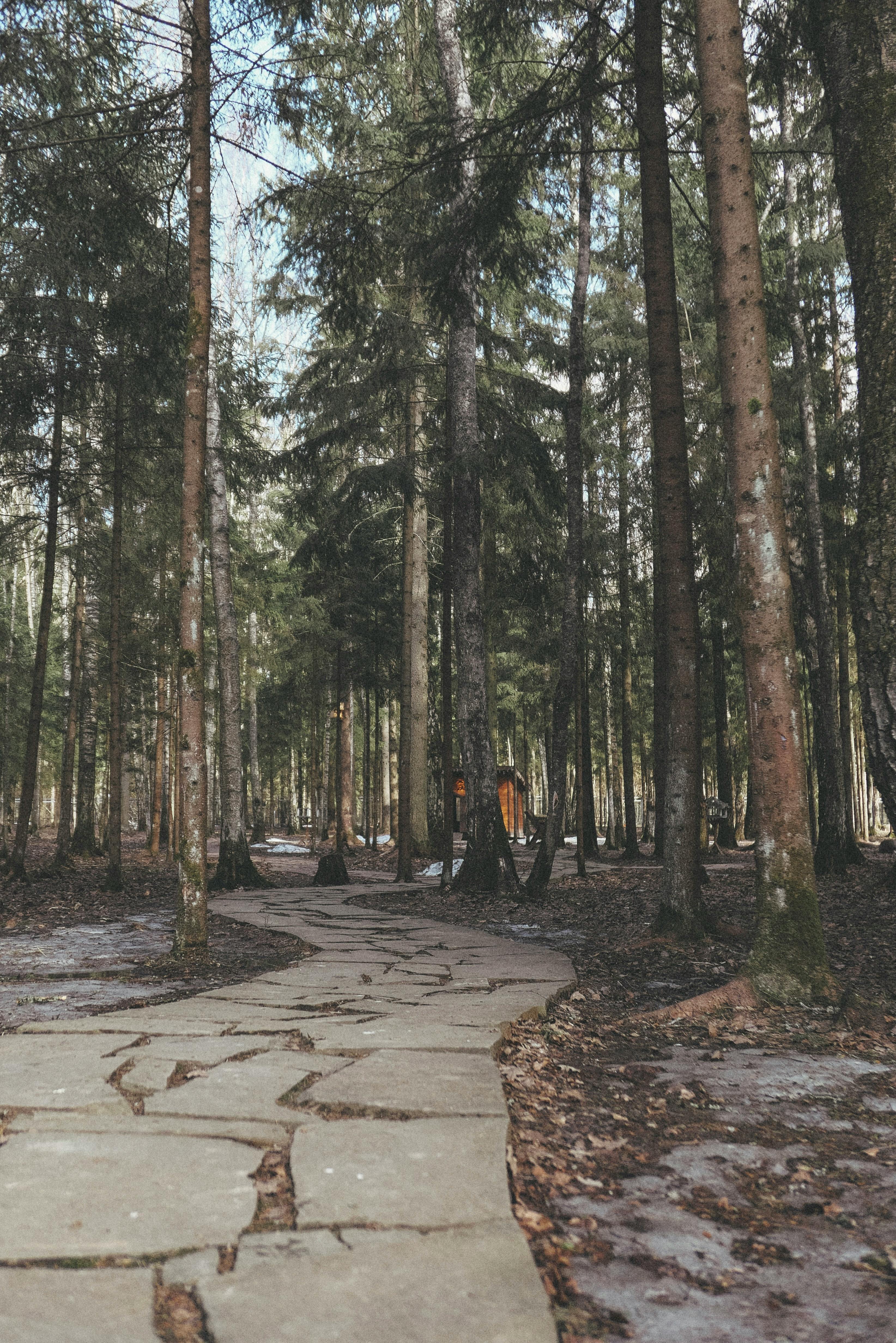 paved pathway between trees