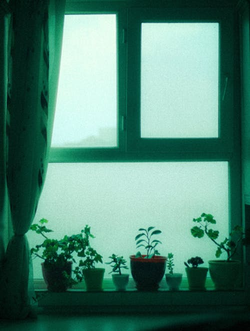 Foto stok gratis ambang jendela, gorden, hijau