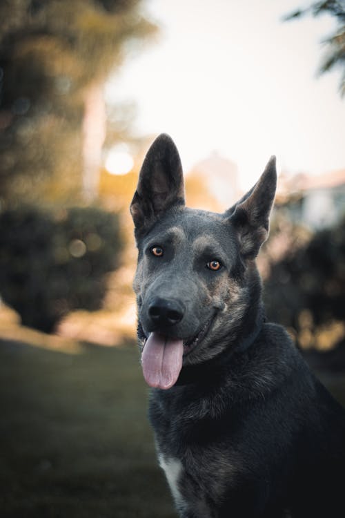 Photo of a Black and Brown German Shepherd Dog