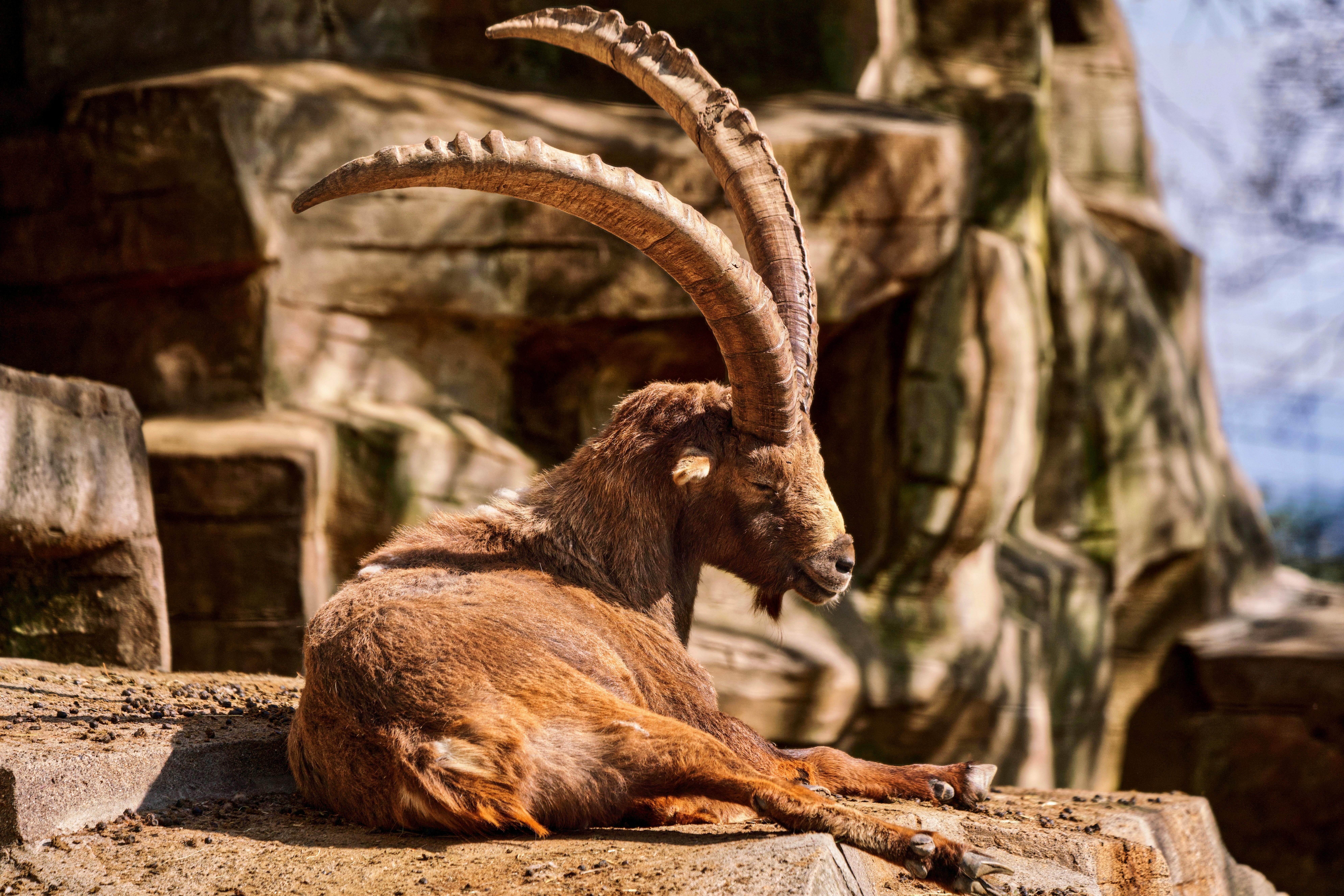 Close-up Photo of an Alpine Ibex · Free Stock Photo