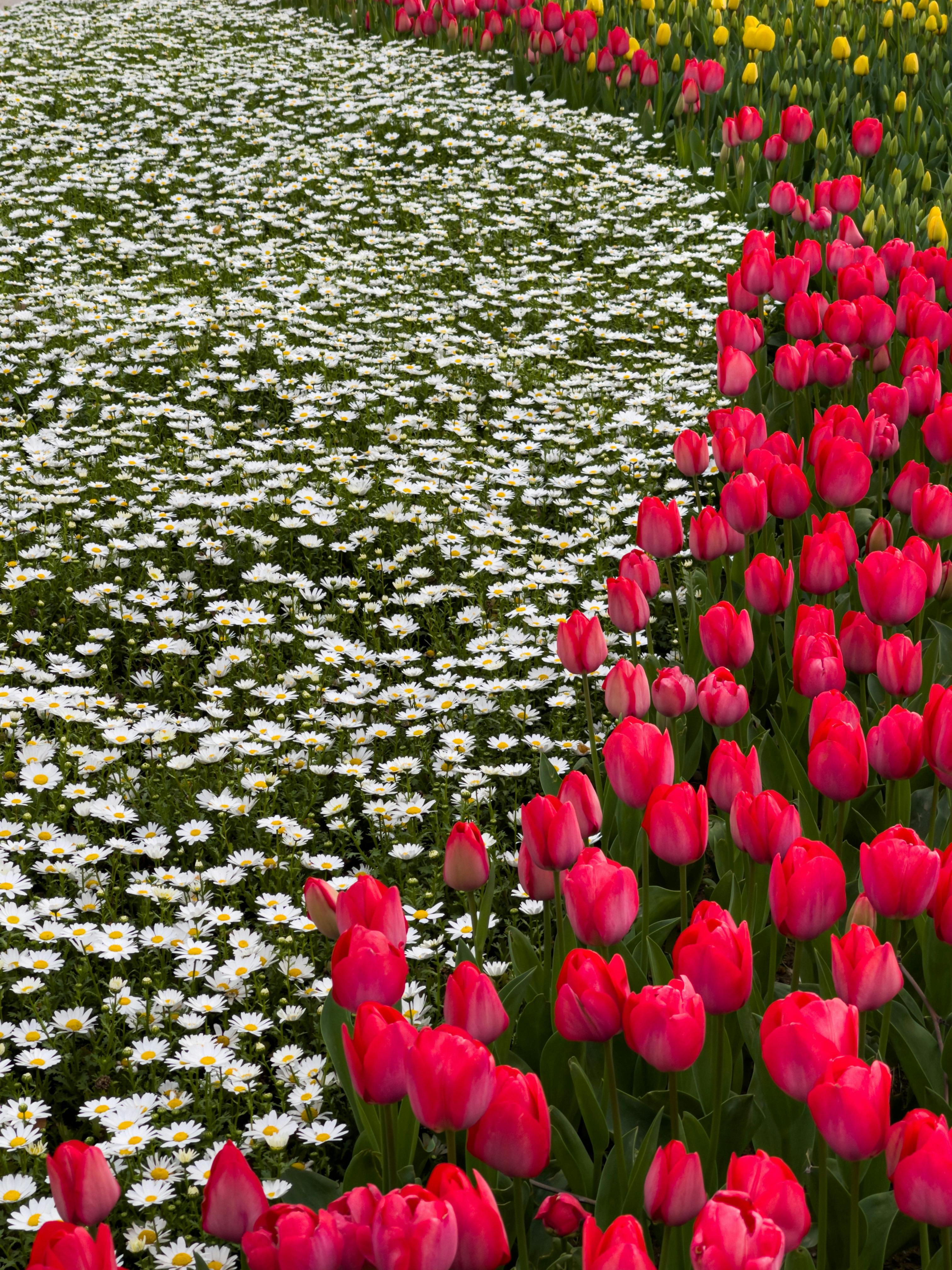 Tulips And Daisies Photos, Download The BEST Free Tulips And Daisies