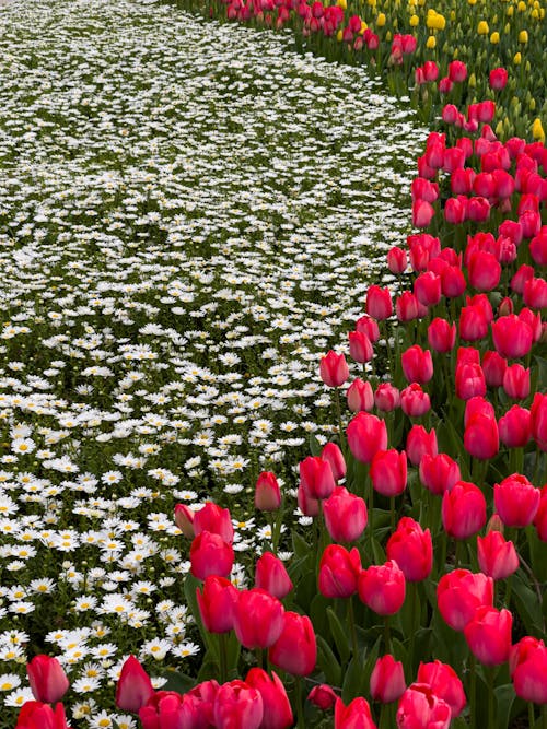 Photograph of Red Tulips Near White Flowers in Bloom