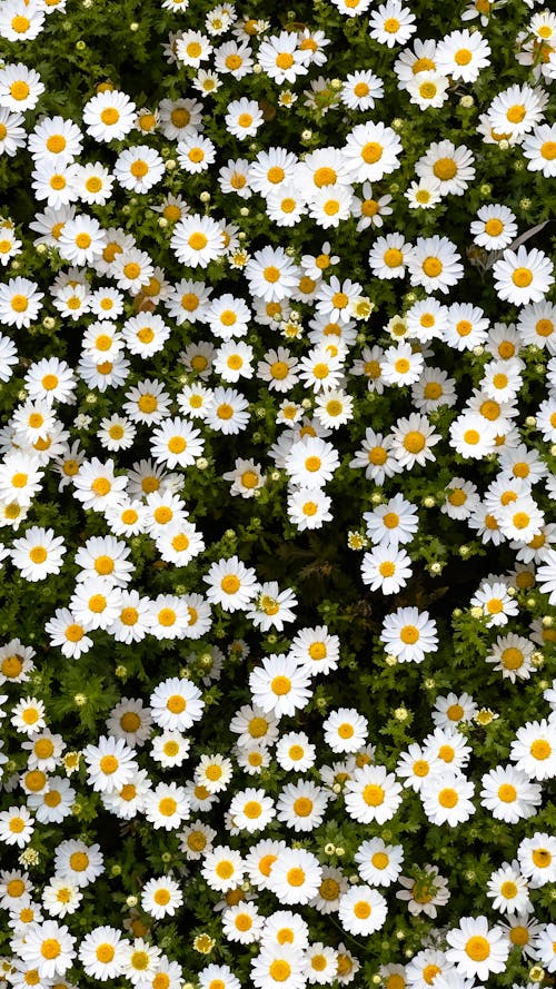 Foto stok gratis aster, berkembang, bidang