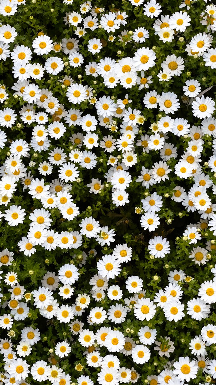 A Field Of Daisies In Bloom