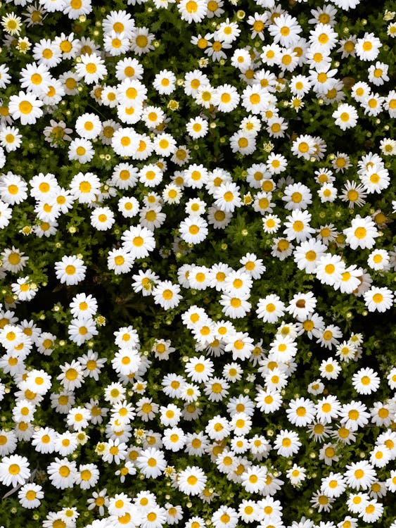 field of daisies wallpaper