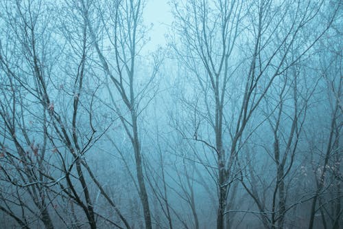 Photograph of Leafless Trees Covered in Fog