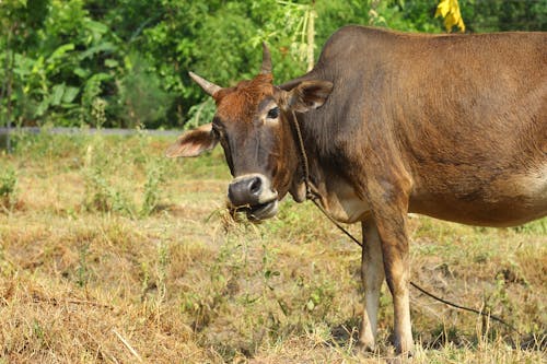 A Cattle Eating Grass