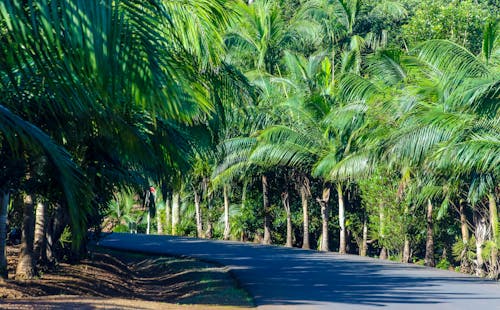 綠色的棕櫚樹之間的灰色混凝土路