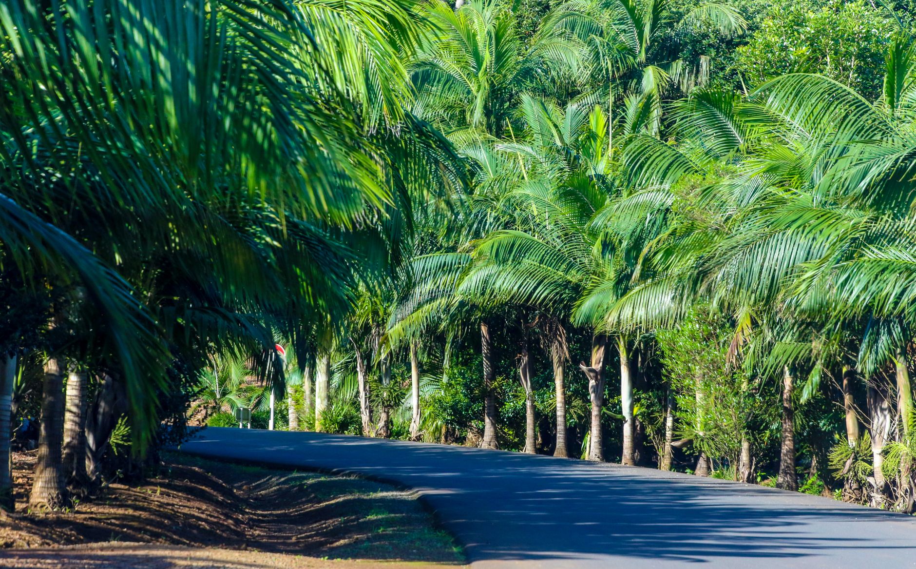 Port Douglas — Street, Port Douglas