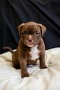 Brown and White American Pitbull Terrier Puppy Sitting on White Bed