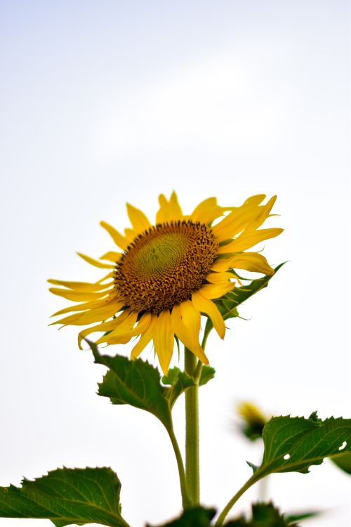 Free Sunflower  Stock Photo