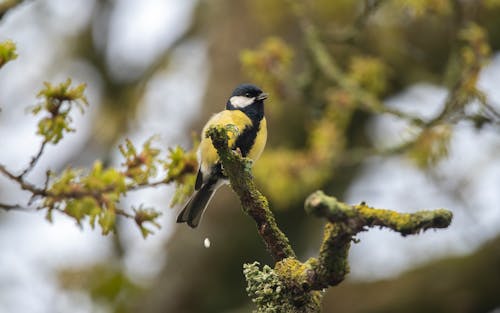 Kostenloses Stock Foto zu great tit, tierwelt, vogel