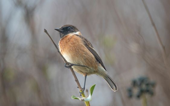 Bird Perched on Tree Branch