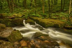 Forest stream ambience — Mark Barnwell on Pexels