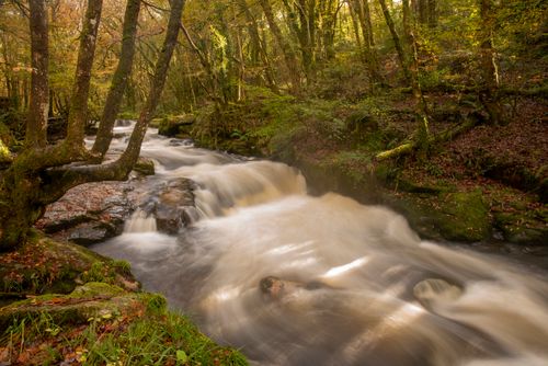 Free Tranquil forest stream flowing through autumn woods, capturing nature's serene beauty. Stock Photo