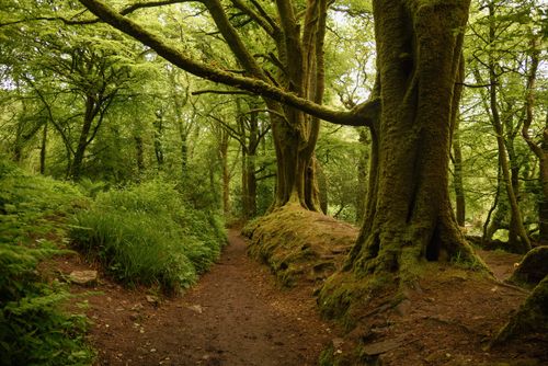Free Explore a serene moss-covered forest trail surrounded by dense greenery. Stock Photo