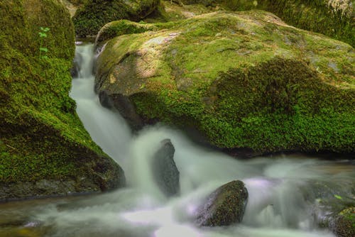 Kostenloses Stock Foto zu felsen, grün, laufendes wasser