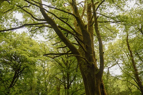 Безкоштовне стокове фото на тему «дерева, дерево, ліс»