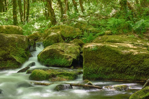 Foto d'estoc gratuïta de arbres, baguls, bosc