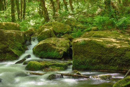 Free A tranquil moss-covered stream flowing through a lush green forest, perfect for nature enthusiasts. Stock Photo