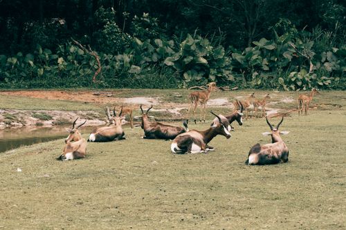 Free A serene scene of antelopes resting by a pond, surrounded by lush greenery. Stock Photo