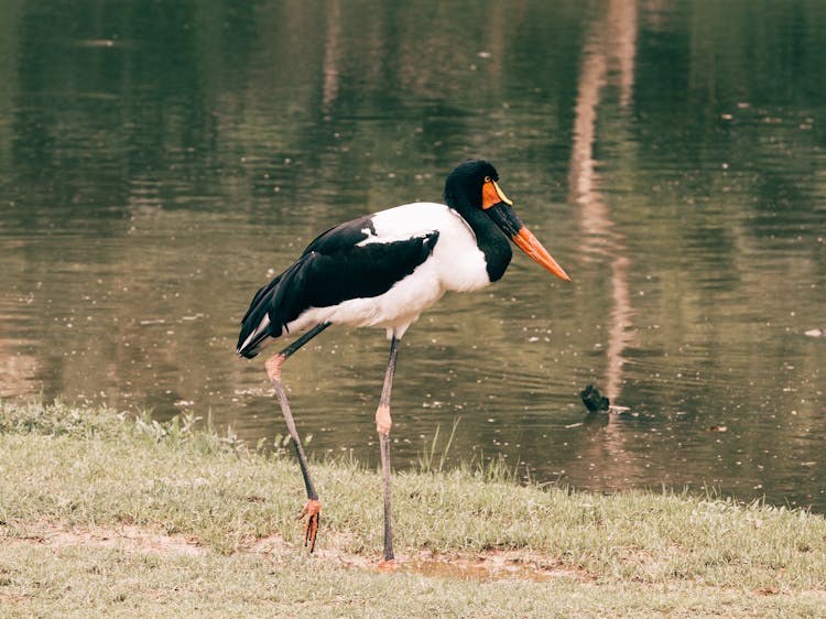 Heron By River