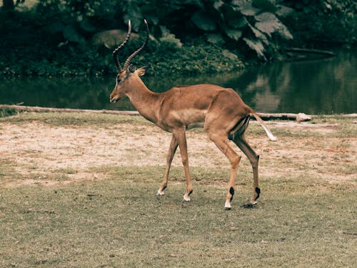 Photograph of a Brown Impala with Horns