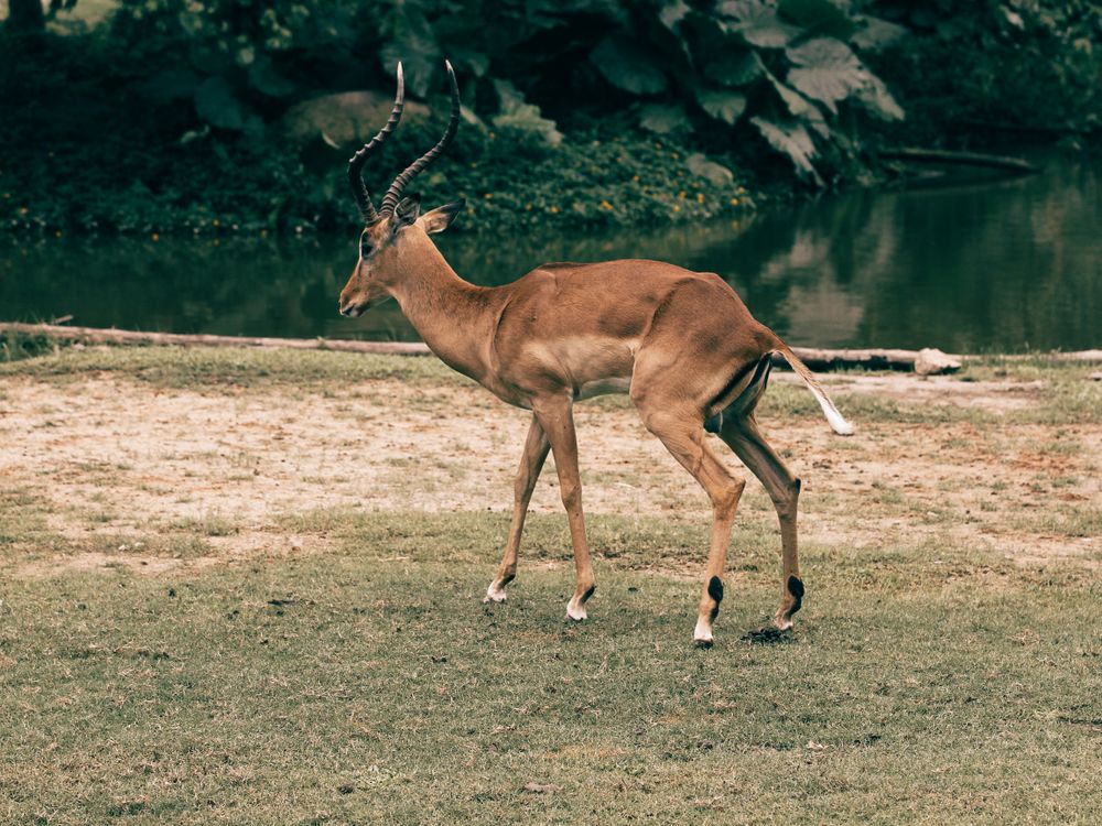 Impala Photograph of a Brown Impala with Horns · Free Stock Photo