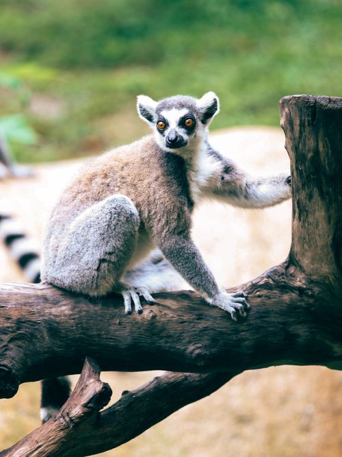 Free Vibrant close-up of a ring-tailed lemur perched on a log in its natural habitat. Stock Photo