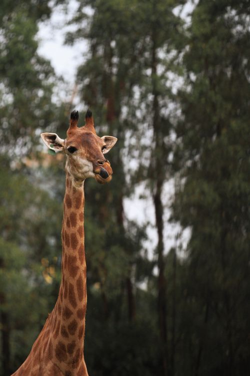 Free A majestic giraffe with a long neck stands against a lush green backdrop. Stock Photo