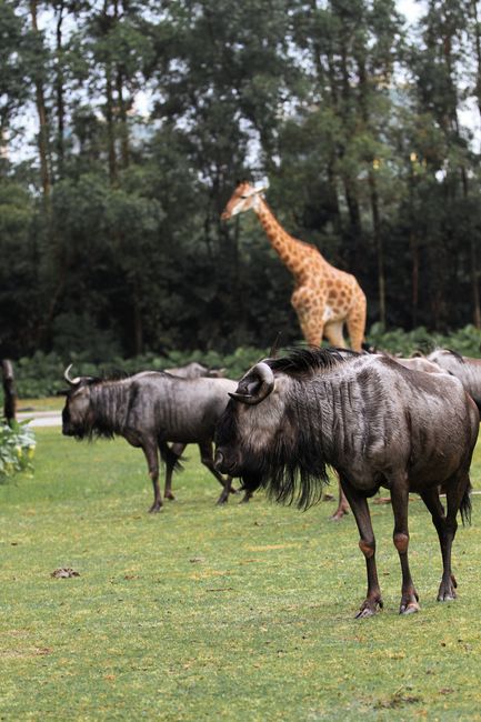 Wildebeests and a giraffe coexist on a lush safari grassland.