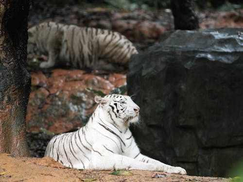 Photograph of a Black and White Tiger