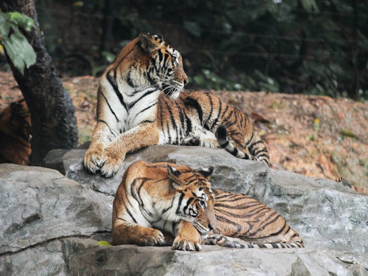 Tigers On Rocks 