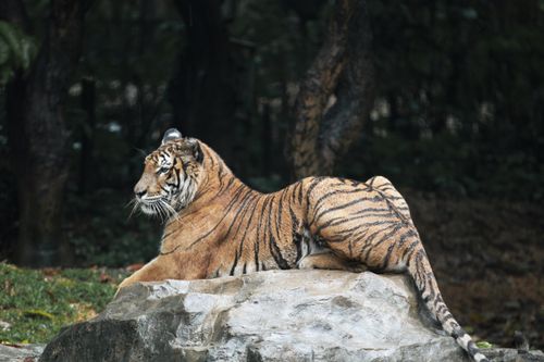 Free A Bengal tiger lies gracefully on a rock amidst a lush forest. Stock Photo
