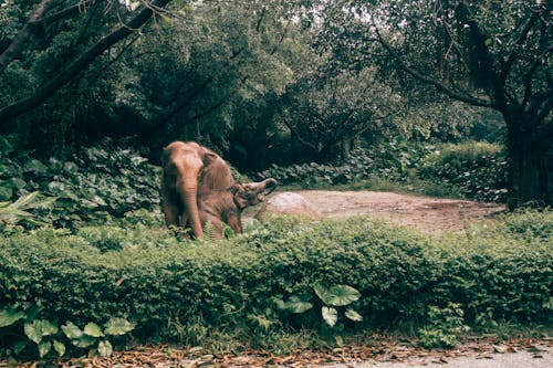 Kostnadsfri bild av buskar, elefanter, natur