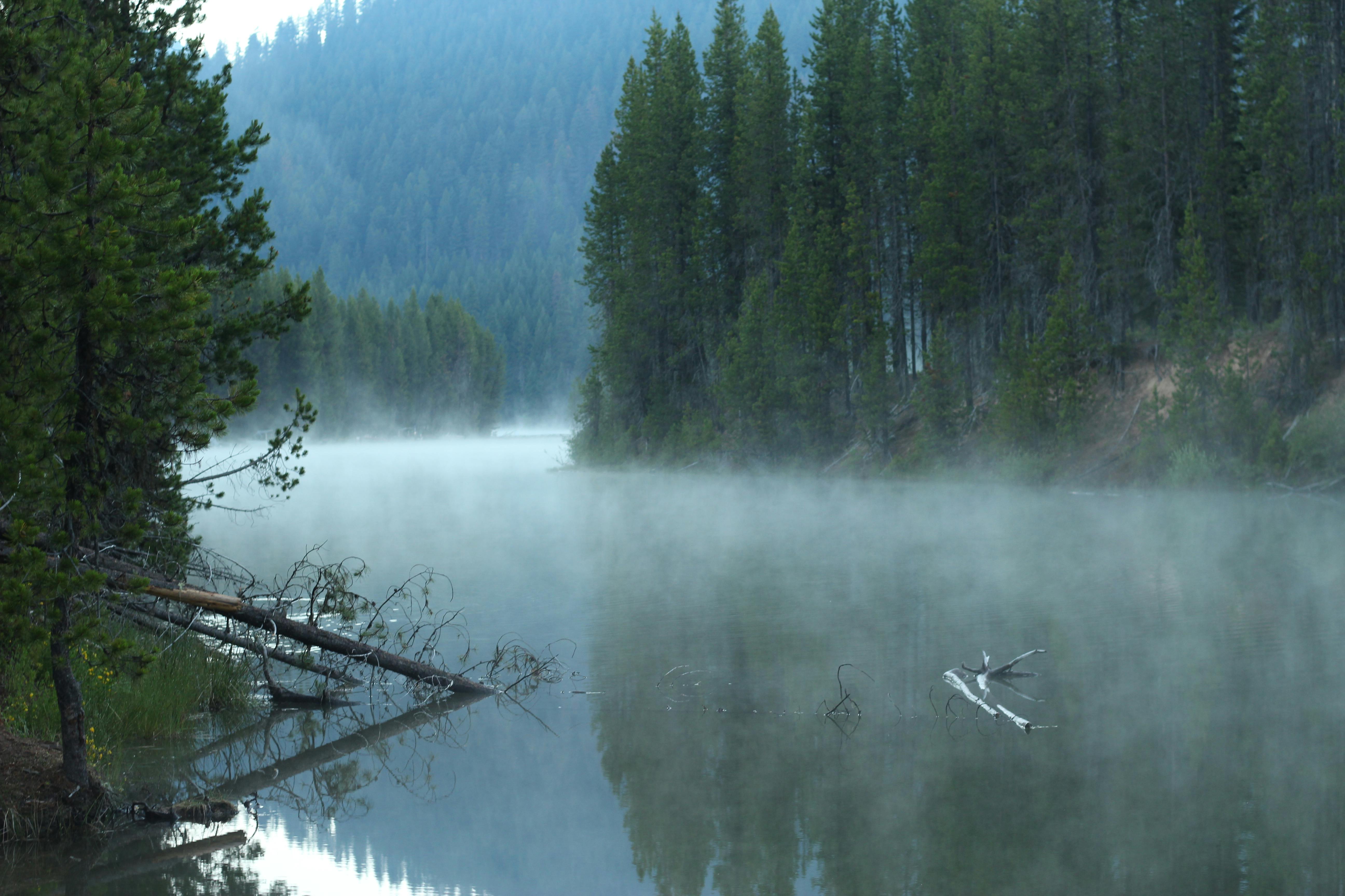 Foto de stock gratuita sobre acampada, acampando, bosque