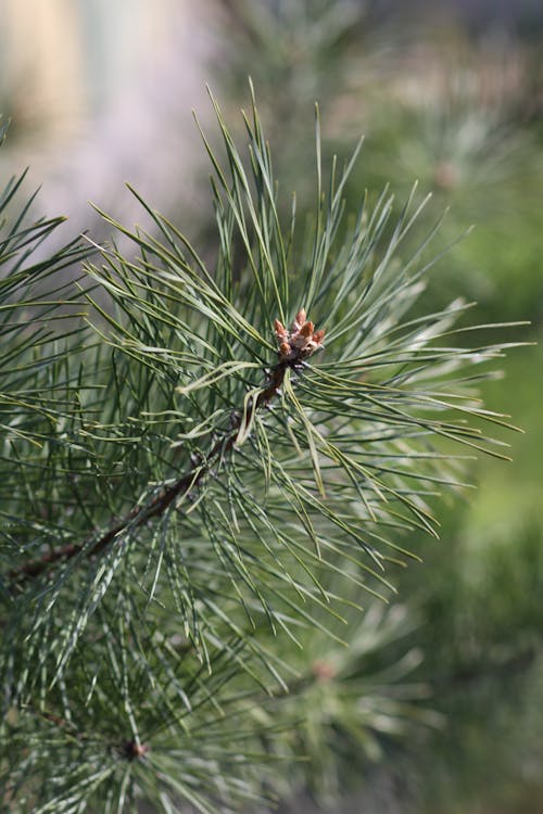 Closeup of a Pine Tree Branch