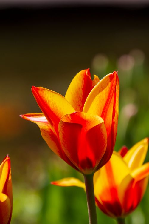 Free A stunning close-up shot of a vivid orange and yellow tulip blossom captured in natural outdoor light. Stock Photo
