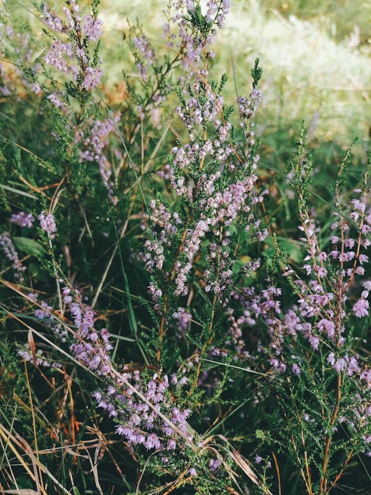 Heather In The Grass