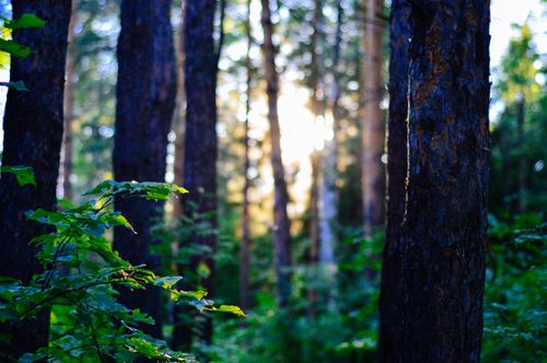 Free Sunlit forest scene with lush green leaves and tall tree trunks, capturing nature's beauty. Stock Photo