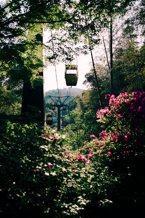 Tropical Flowers in a Garden in Sunlight 