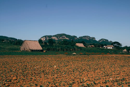 Barn Behind a Crop Field