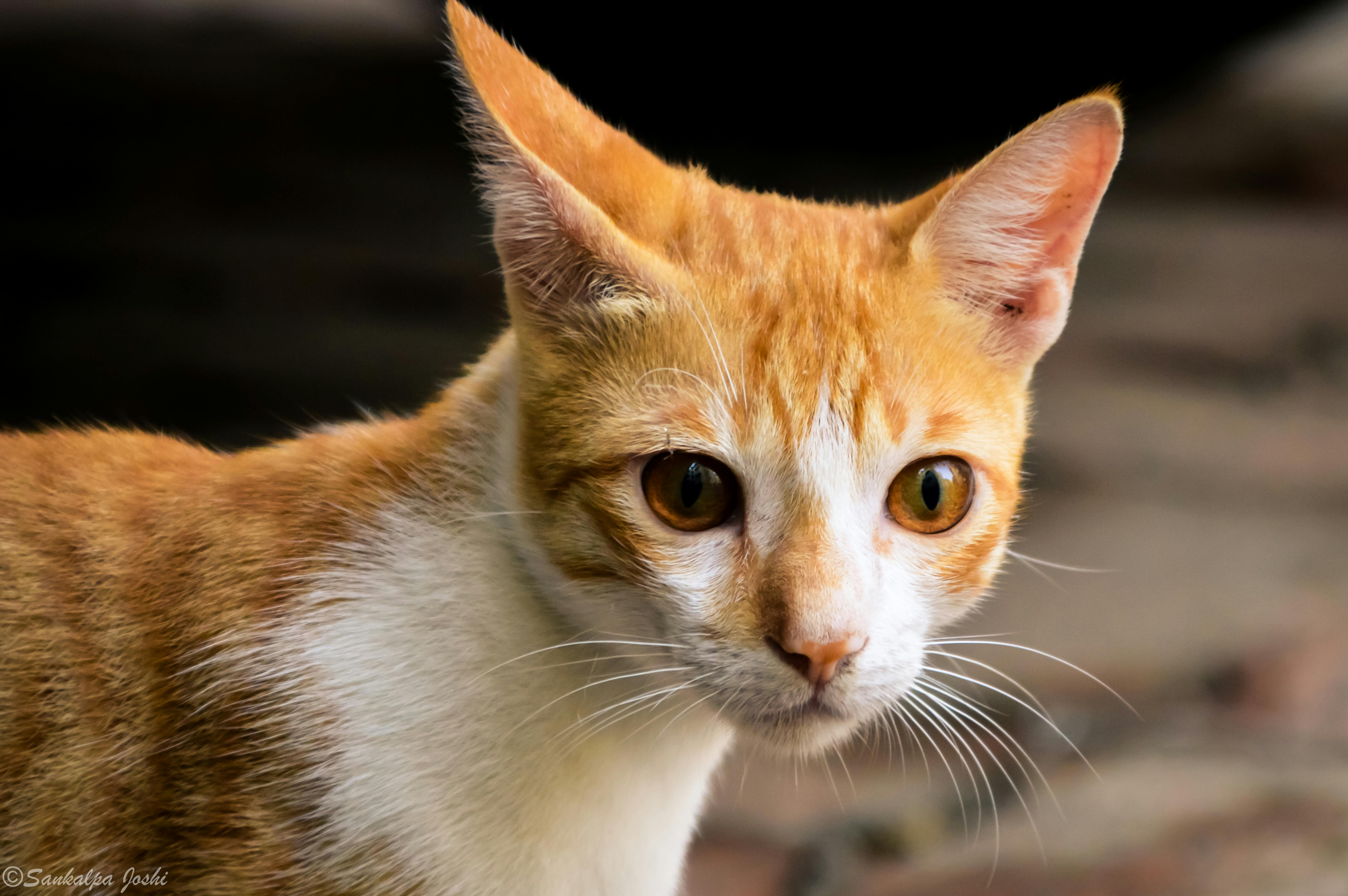 19 Wallpaper Lucu Cats Richi Wallpaper
