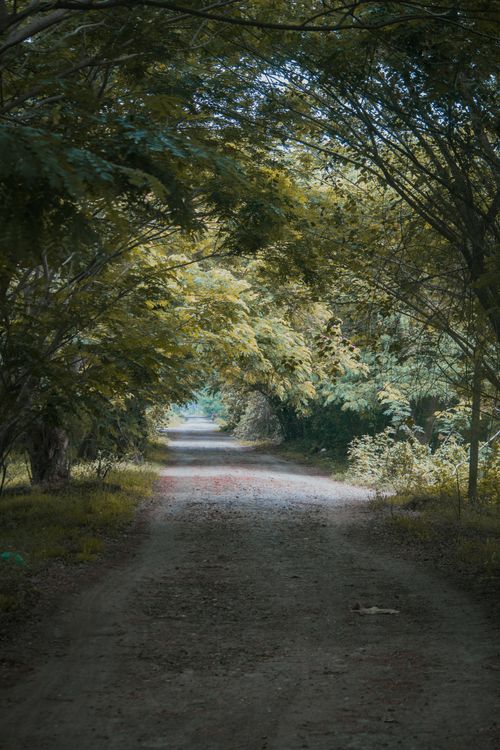 Free A tranquil dirt road flanked by dense trees, creating a natural tunnel effect in the forest. Stock Photo