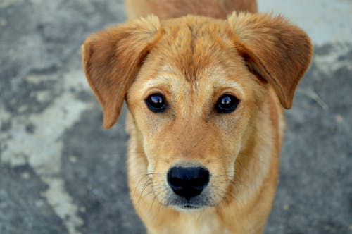 бесплатная Короткошерстная рыжая собака Стоковое фото