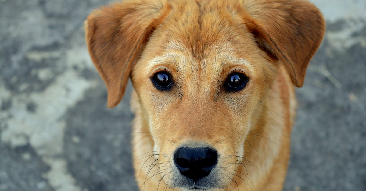 Close-up portrait of a cute puppy with an endearing expression and soft fur.