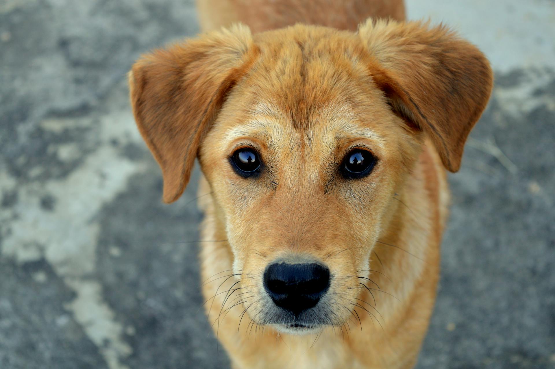 Short-coated Tan Dog