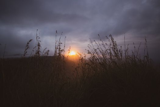 Dramatic sunrise over landscape with silhouetted grass in Sri Lanka.